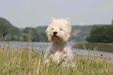 WESTIE 409
